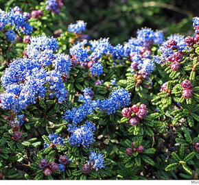Latnatec 'Emily Brown' - Ceanothus 'Emily Brown'