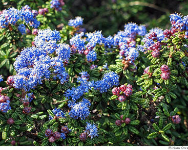 Latnatec slavný 'Emily Brown'