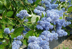 Latnatec stromovitý 'Trewithen Blue' - Ceanothus arboreus 'Trewithen Blue'