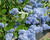 Latnatec stromovitý 'Trewithen Blue'