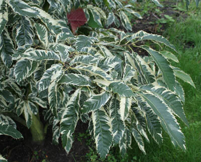 Kaštanovník setý 'Variegata' - Castanea sativa 'Variegata'