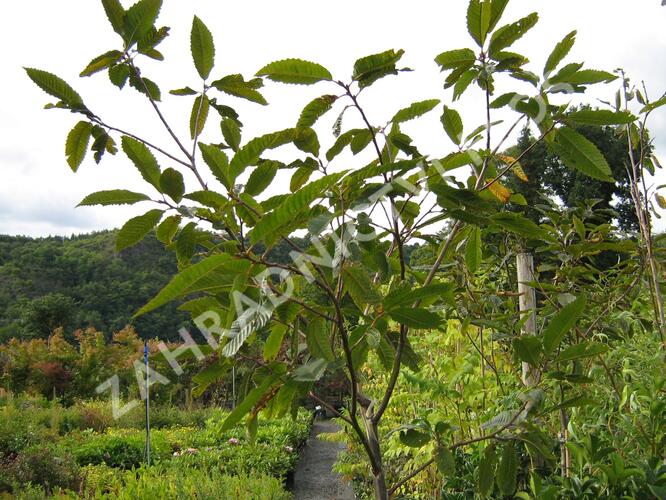 Kaštanovník setý, jedlý 'Anny's Summer Red' - Castanea sativa 'Anny's Summer Red'
