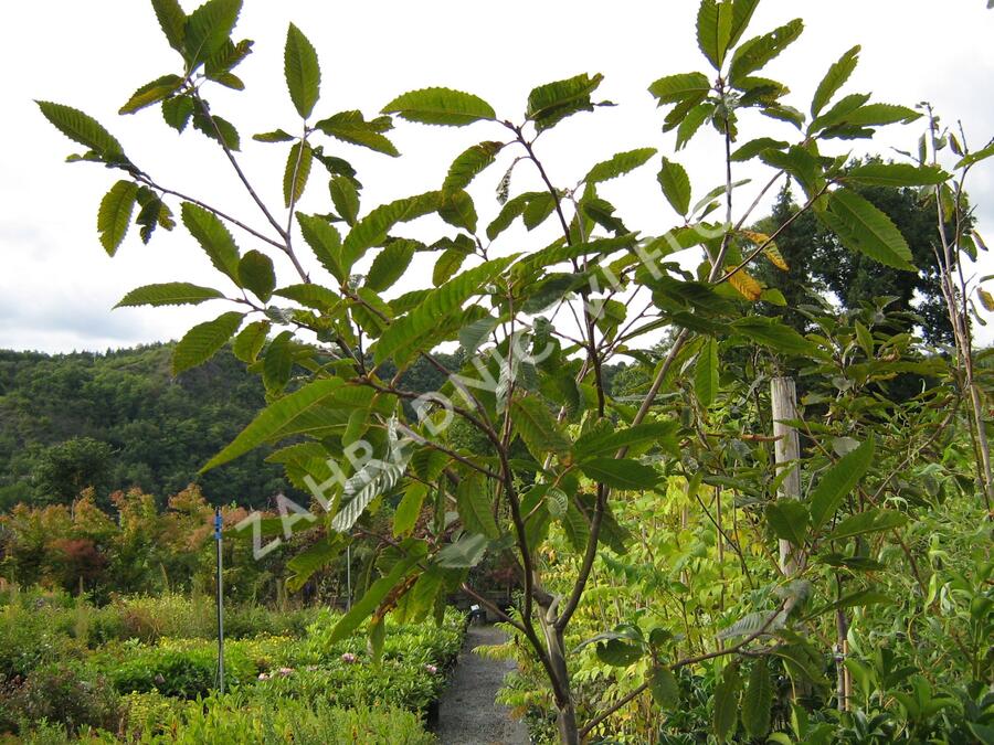 Kaštanovník setý, jedlý 'Anny's Summer Red' - Castanea sativa 'Anny's Summer Red'