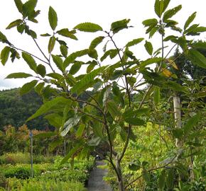 Kaštanovník setý, jedlý 'Anny's Summer Red'
