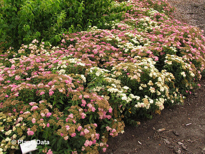 Tavolník japonský 'Genpei' (Shirobana) - Spiraea japonica 'Genpei' (Shirobana)