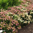 Tavolník japonský 'Genpei' (Shirobana) - Spiraea japonica 'Genpei' (Shirobana)