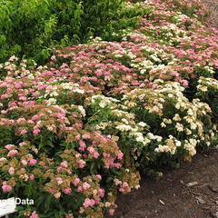 Tavolník japonský 'Genpei' (Shirobana) - Spiraea japonica 'Genpei' (Shirobana)