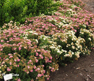 Tavolník japonský 'Genpei' (Shirobana) - Spiraea japonica 'Genpei' (Shirobana)