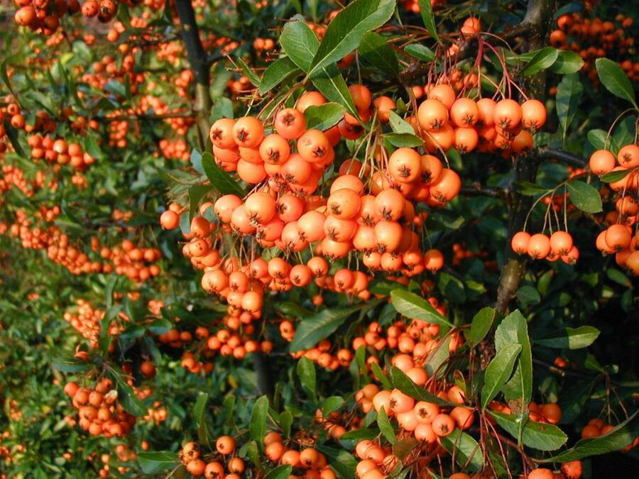 Hlohyně šarlatová - Pyracantha coccinea