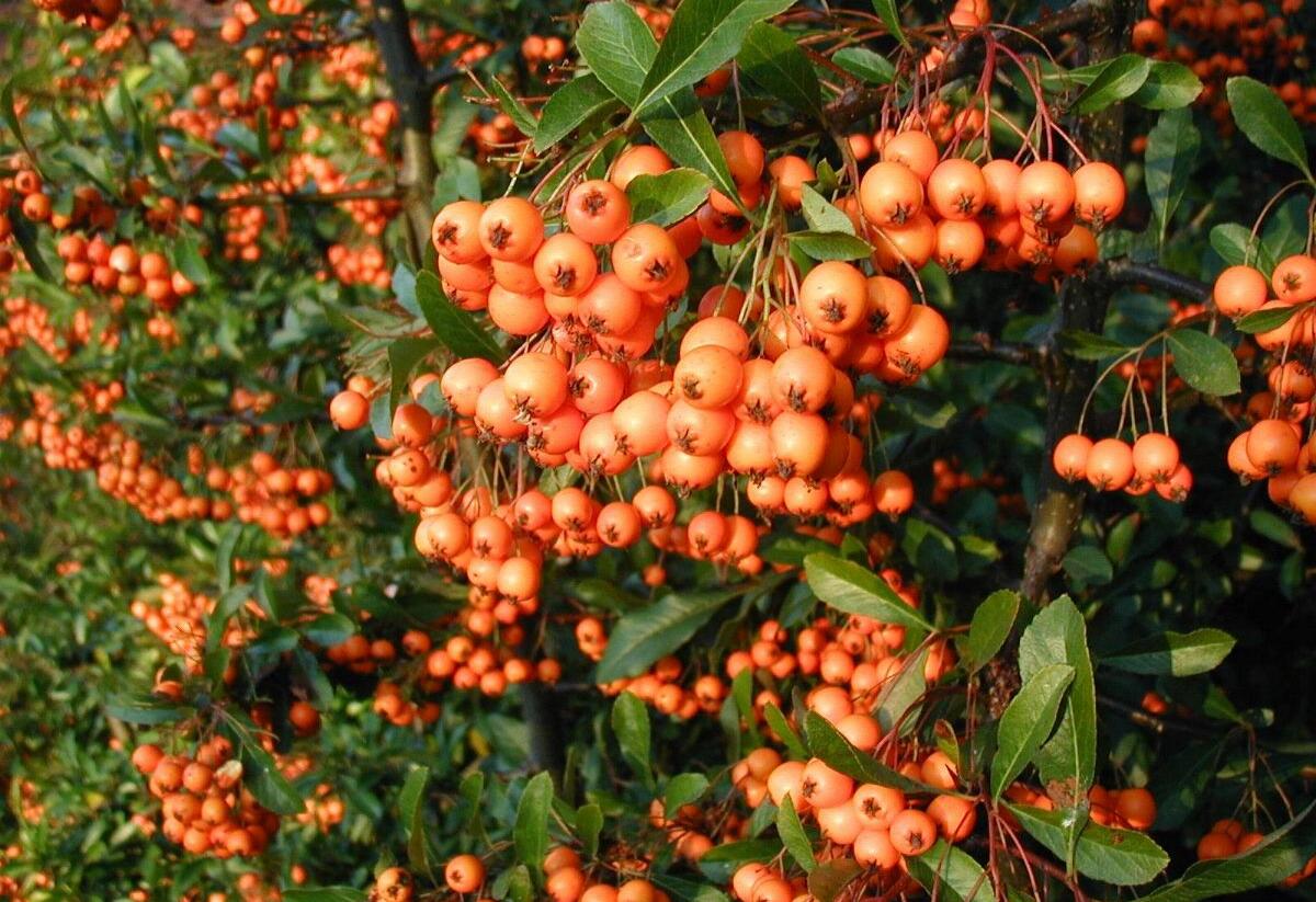 Hlohyně šarlatová - Pyracantha coccinea