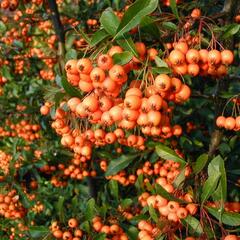 Hlohyně šarlatová - Pyracantha coccinea