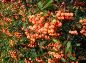 Hlohyně šarlatová - Pyracantha coccinea