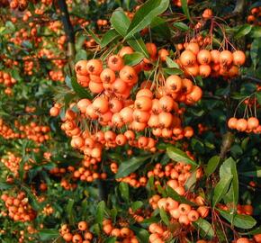 Hlohyně šarlatová - Pyracantha coccinea