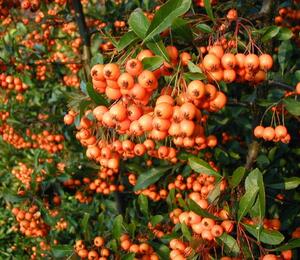 Hlohyně šarlatová - Pyracantha coccinea