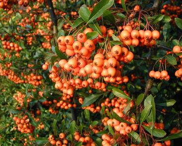 Hlohyně šarlatová