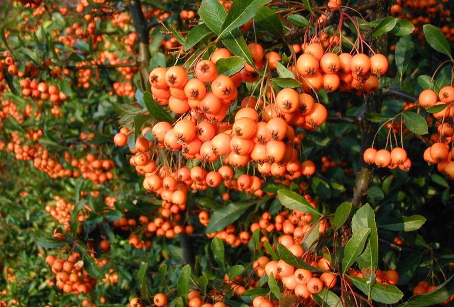 Hlohyně šarlatová - Pyracantha coccinea