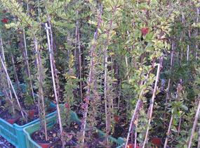 Hlohyně šarlatová - Pyracantha coccinea