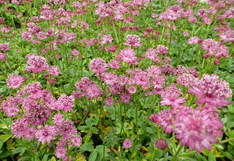 Jarmanka větší 'Venice' - Astrantia major 'Venice'