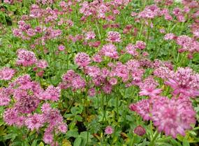 Jarmanka větší 'Venice' - Astrantia major 'Venice'