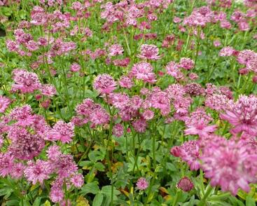 Jarmanka větší 'Venice'