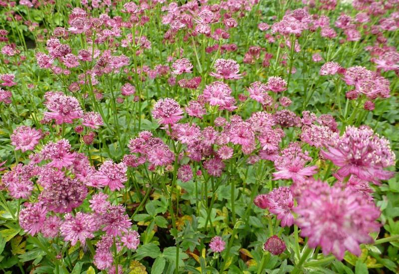 Jarmanka větší 'Venice' - Astrantia major 'Venice'