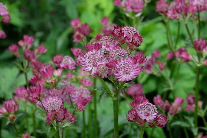 Jarmanka větší 'Venice' - Astrantia major 'Venice'