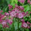 Jarmanka větší 'Venice' - Astrantia major 'Venice'