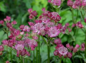 Jarmanka větší 'Venice' - Astrantia major 'Venice'