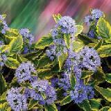 Ořechokřídlec clandonský 'Variegata' - Caryopteris clandonensis 'Variegata'
