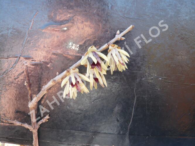 Sazaník časný - Calycanthus praecox