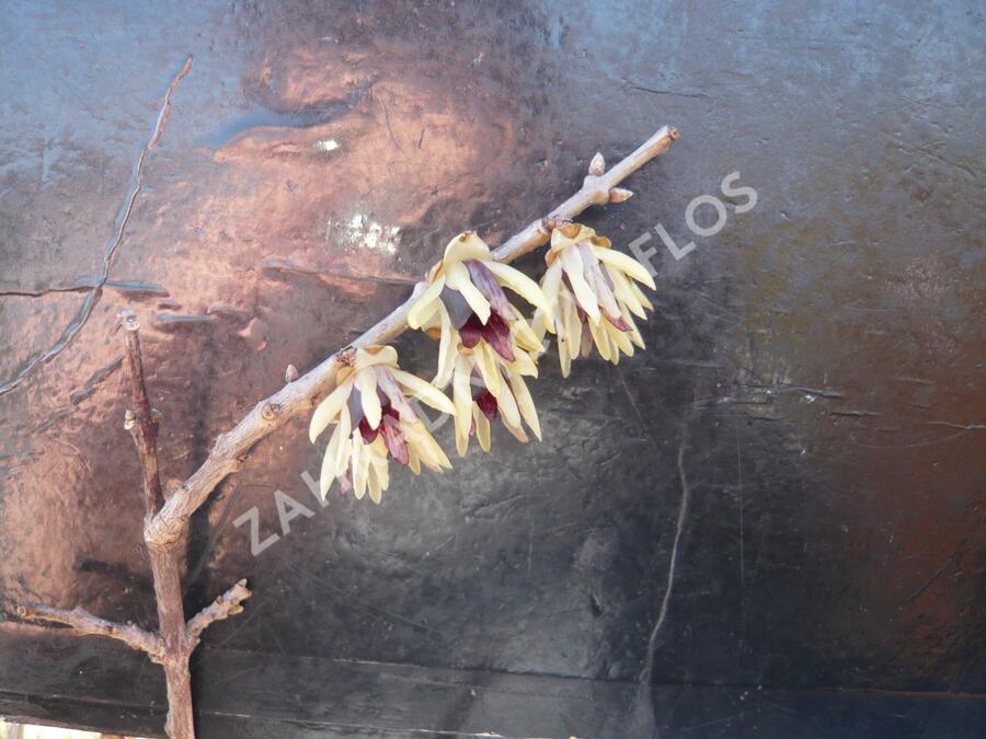 Sazaník časný - Calycanthus praecox