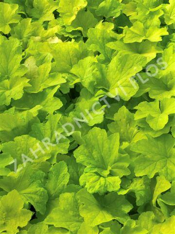 Dlužicha 'Citronelle' - Heuchera hybrida 'Citronelle'