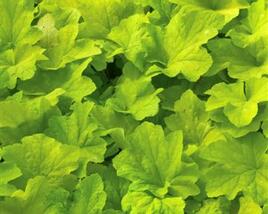 Dlužicha 'Citronelle'