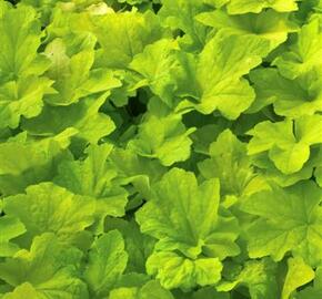 Dlužicha 'Citronelle' - Heuchera hybrida 'Citronelle'