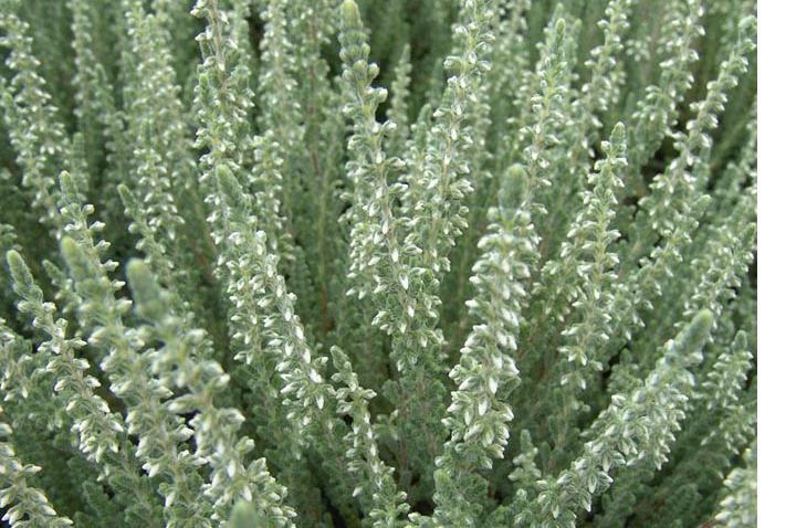 Vřes obecný 'Velvet Fascination' - Calluna vulgaris 'Velvet Fascination'