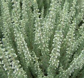 Vřes obecný 'Velvet Fascination'