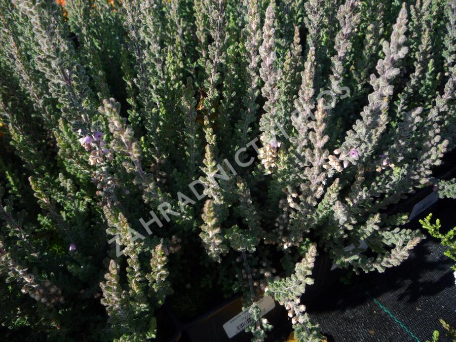 Vřes obecný 'Grijsji' - Calluna vulgaris 'Grijsji'