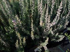 Vřes obecný 'Grijsji' - Calluna vulgaris 'Grijsji'