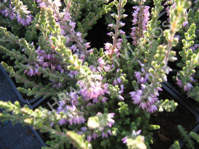 Vřes obecný 'Grijsji' - Calluna vulgaris 'Grijsji'
