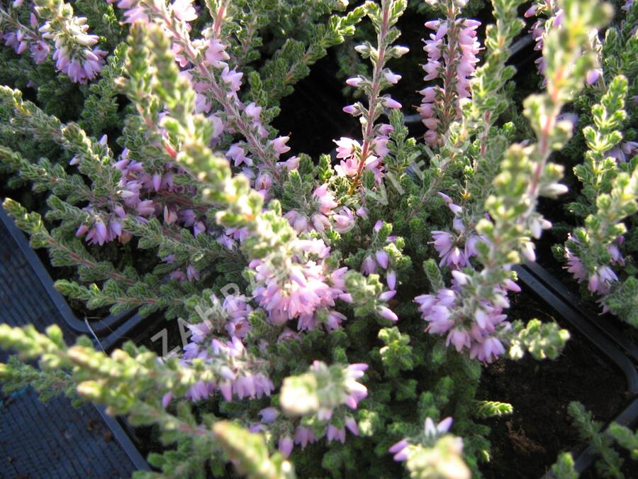 Vřes obecný 'Grijsji' - Calluna vulgaris 'Grijsji'