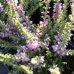 Vřes obecný 'Grijsji' - Calluna vulgaris 'Grijsji'