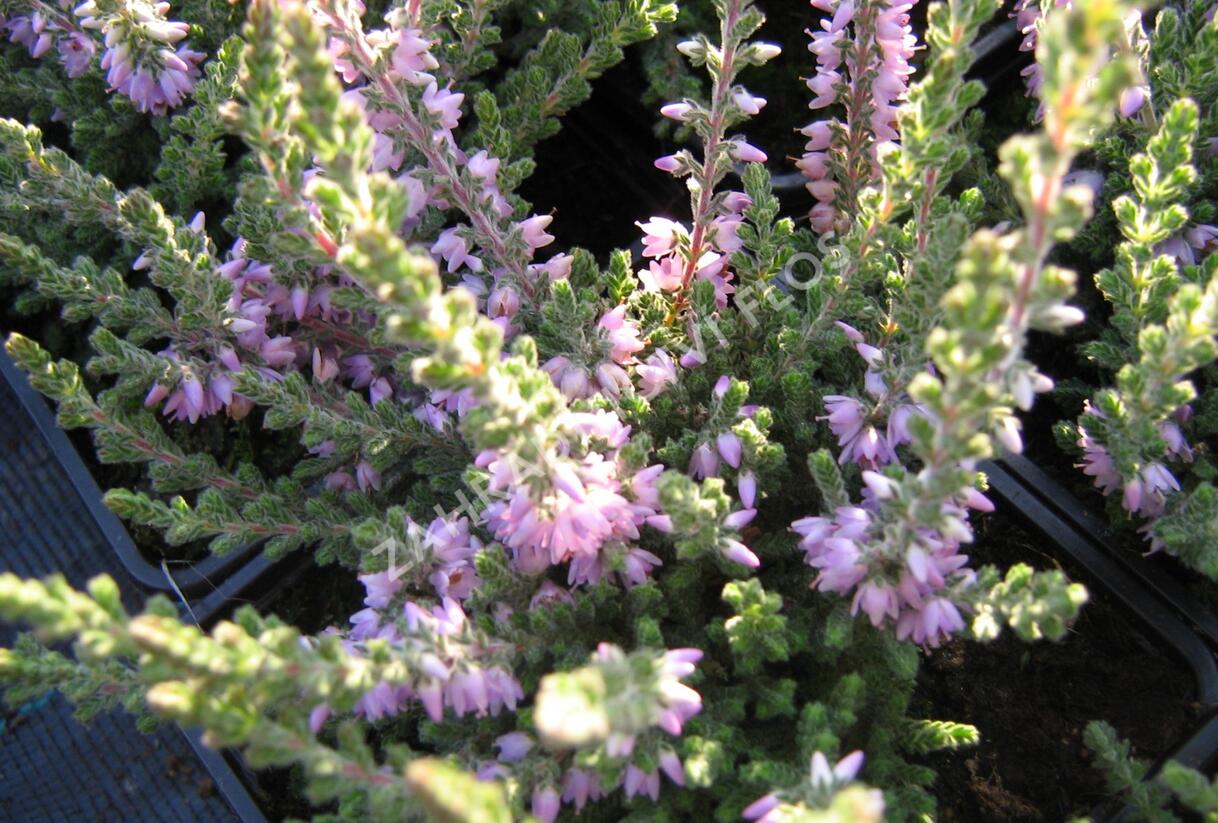 Vřes obecný 'Grijsji' - Calluna vulgaris 'Grijsji'