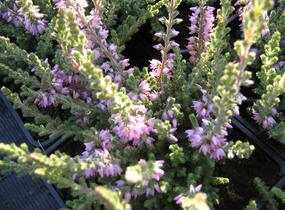 Vřes obecný 'Grijsji' - Calluna vulgaris 'Grijsji'