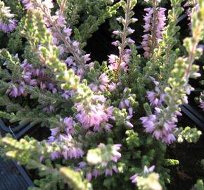 Vřes obecný 'Grijsji'