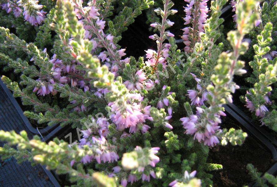 Vřes obecný 'Grijsji' - Calluna vulgaris 'Grijsji'