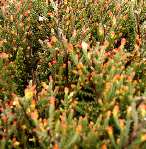 Vřes obecný 'Flamingo' - Calluna vulgaris 'Flamingo'