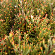 Vřes obecný 'Flamingo' - Calluna vulgaris 'Flamingo'