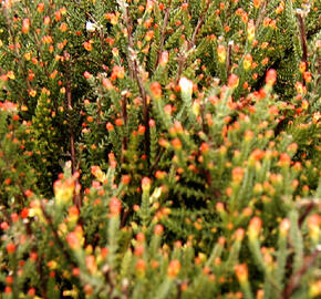 Vřes obecný 'Flamingo'