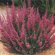 Vřes obecný 'Darkness' - Calluna vulgaris 'Darkness'