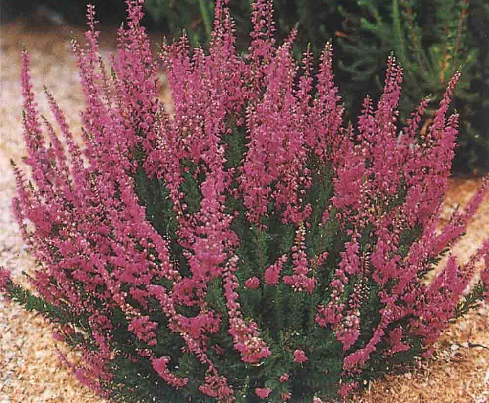 Vřes obecný 'Darkness' - Calluna vulgaris 'Darkness'